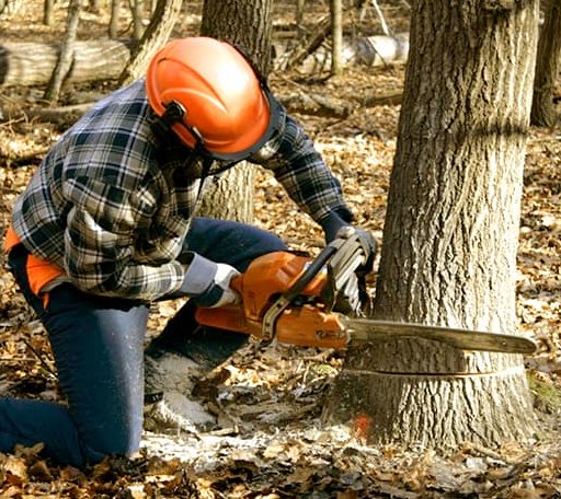 Tree Removal in North Franklin, CT